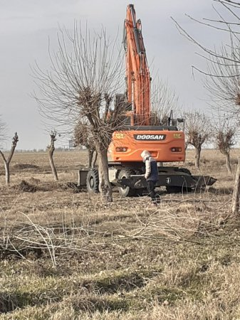 TUT AĞACI BOYUNCA... GƏNCƏDƏ “ÇƏKİLLİK” ƏMƏLİYYATI -