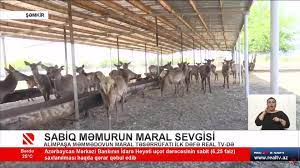 Alimpaşa Məmmədovun  Kür qəsəbəsində maral təsərrüfatı -