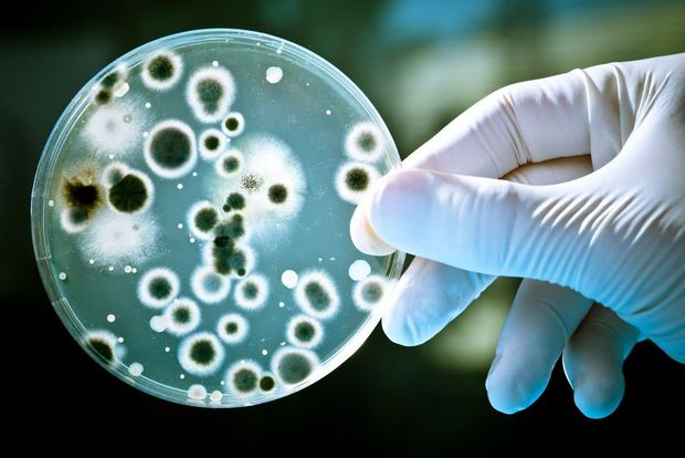 Dünyanın ən qədim mikrobları aşkar edilib -