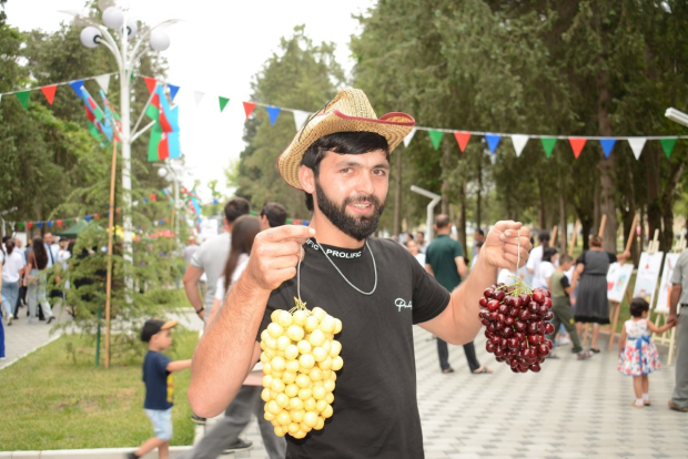 Azərbaycanda ilk dəfə olaraq “Albalı və gilas” festivalı keçirildi