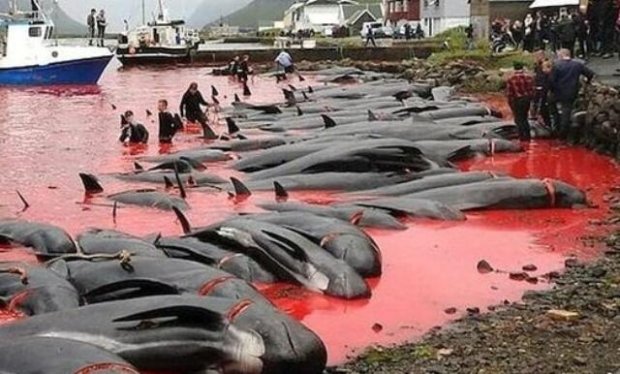 Tasmaniyada balinalar kütləvi şəkildə intihar etdi