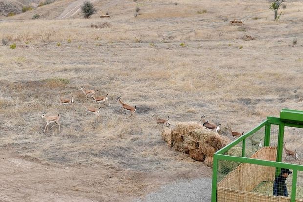 Nazirlikdən Cəbrayıla buraxılan ceyranların təhlükəsizliyi ilə bağlı - Nazirlikdən Cəbrayıla buraxılan ceyranların təhlükəsizliyi ilə bağlı -