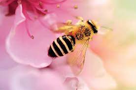Ölkəmizdə arılar kütləvi qırıla bilər -