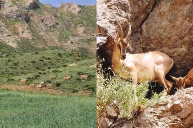 Zəlzələnin baş verdiyi Hakkarinin möhtəşəm bioloji müxtəlifliyi