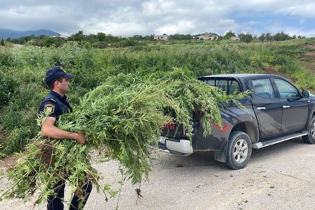 Xocavənddə 1,5 ton narkotik tərkibli bitki məhv edilib